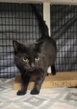 Rescue Domestic Short Hair Cats for Adoption in Neenah, Wisconsin - Nana | PetCurious