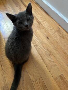 Nedra (and Estelle) -  Domestic Short Hair Cat for Adoption in New York, New York - Nedra (and Estelle) | PetCurious