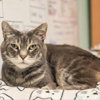 Dorian -  Domestic Short Hair Cat for Adoption in Los Angeles, California - Dorian | PetCurious