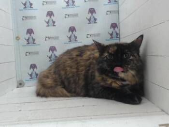 HERA -  Domestic Long Hair Cat for Adoption in Orlando, Florida - HERA | PetCurious