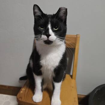 Rescue Domestic Short Hair and Tuxedo Cats for Adoption in Big Lake, Minnesota - Bryce | PetCurious