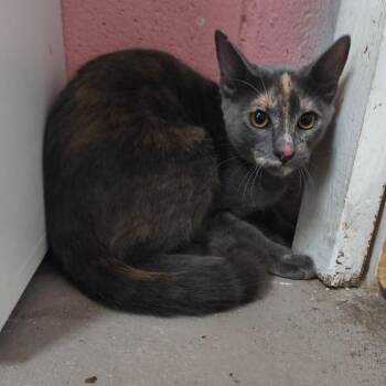 Willow -  Domestic Short Hair Cat for Adoption in Laredo, Texas - Willow | PetCurious