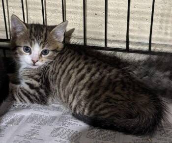 Roman -  Domestic Short Hair Cat for Adoption in Apollo, Pennsylvania - Roman | PetCurious