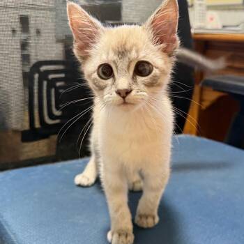 Cinder -  Siamese Cat for Adoption in Potomac, Maryland - Cinder | PetCurious