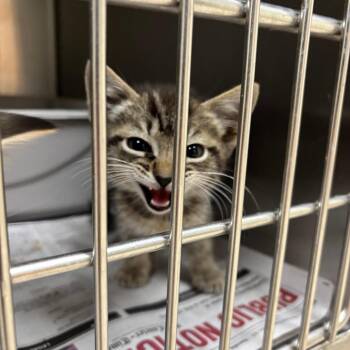 Madeline -  Domestic Short Hair Cat for Adoption in Roxboro, North Carolina - Madeline | PetCurious