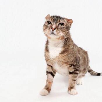 Buddy Van Buren -  Domestic Short Hair Cat for Adoption in Westhampton, New York - Buddy Van Buren | PetCurious