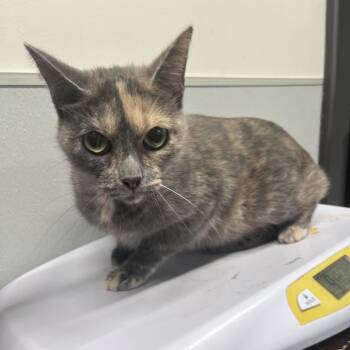 Queeny -  Domestic Short Hair Cat for Adoption in Tampa, Florida - Queeny | PetCurious