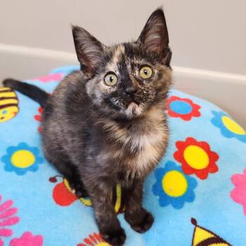 Sally -  Tortoiseshell Cat for Adoption in Marshfield, Wisconsin - Sally | PetCurious