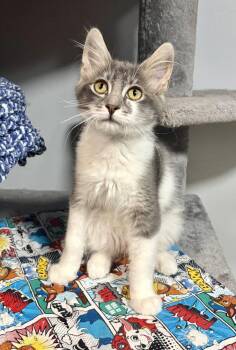 Orion -  Domestic Medium Hair Cat for Adoption in St. Peters, Missouri - Orion | PetCurious