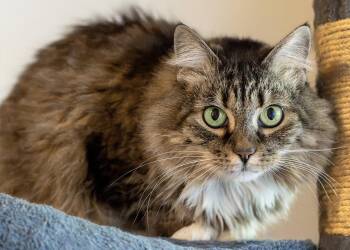 Arya -  Maine Coon and Tabby Cat for Adoption in Buford, Georgia - Arya | PetCurious