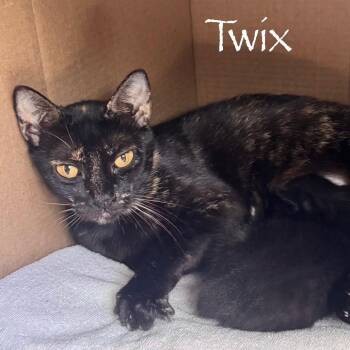 Twix -  Domestic Short Hair Cat for Adoption in Titusville, Florida - Twix | PetCurious