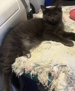 Fava -  Domestic Medium Hair Cat for Adoption in Duxbury, Massachusetts - Fava | PetCurious