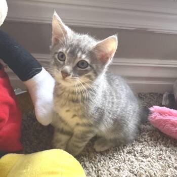 Domestic Short Hair Cats Available for Adoption in Fayetteville, Arkansas - Minnie Max | PetCurious