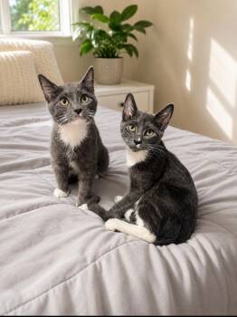 Rumi and Jinu - Bonded Pair -  Domestic Short Hair Cat for Adoption in Farmington, Minnesota - Rumi And Jinu - Bonded Pair | PetCurious