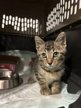 Cassius -  Domestic Short Hair Cat for Adoption in Mokena, Illinois - Cassius | PetCurious