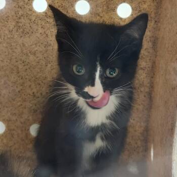 Harley -  Domestic Short Hair Cat for Adoption in Reno, Nevada - Harley | PetCurious