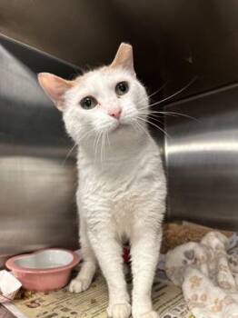 Flames -  Domestic Short Hair Cat for Adoption in Bridgewater, New Jersey - Flames | PetCurious