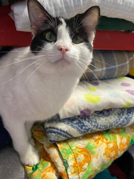 Domestic Short Hair Cats Available for Adoption - Mad Hatter (aka Hatter) | PetCurious