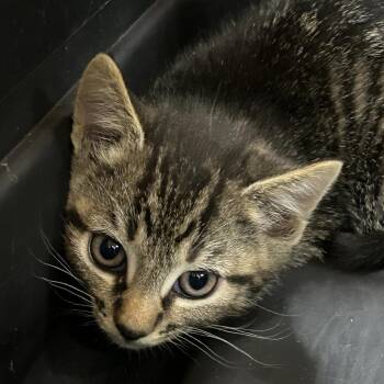 Domestic Short Hair Cats Available for Adoption in Greensboro, North Carolina - IRON MAIDEN | PetCurious