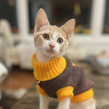 Rescue Domestic Short Hair Cats for Adoption - Corn-Veggie Kittens | PetCurious