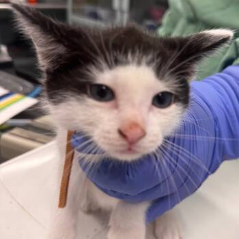 Domestic Short Hair Cats Available for Adoption in Wheeling, Illinois - Dook | PetCurious