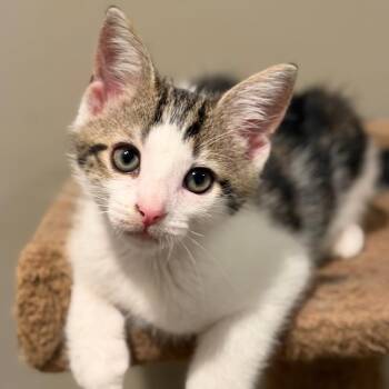 Tokio -  Domestic Short Hair Cat for Adoption in Roswell, Georgia - Tokio | PetCurious