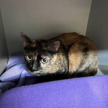 Domestic Short Hair Cats Available for Adoption in Sarasota, Florida - Lightning | PetCurious