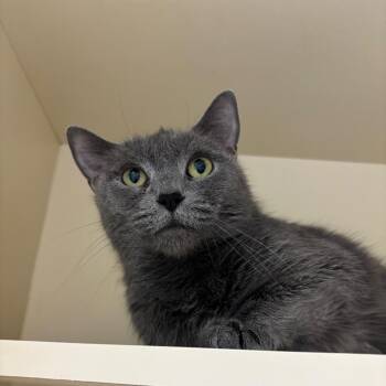 Domestic Short Hair Cats Available for Adoption in Waynesboro, Pennsylvania - Mirai | PetCurious