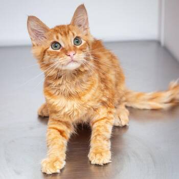 Spice -  Domestic Medium Hair and Domestic Short Hair Cat for Adoption in Hattiesburg, Mississippi - Spice | PetCurious