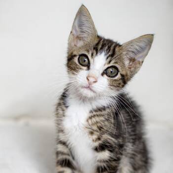 Blooming Onion Sauce -  Domestic Short Hair Cat for Adoption in Pompano Beach, Florida - Blooming Onion Sauce | PetCurious