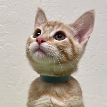 Bob -  Domestic Short Hair Cat for Adoption in Morgan Hill, California - Bob | PetCurious