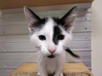 Rescue Domestic Short Hair Cats for Adoption in Lafayette, Indiana - Gavin | PetCurious