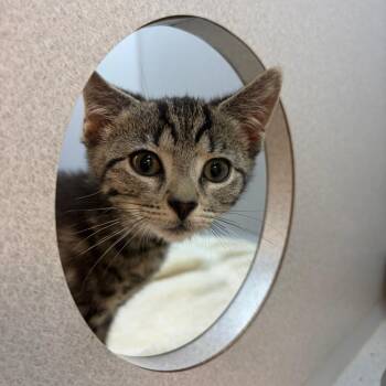 Dorothea -  Domestic Short Hair Cat for Adoption in Pittsburgh, Pennsylvania - Dorothea | PetCurious