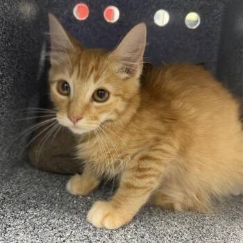 SOUP -  Domestic Short Hair Cat for Adoption in Greensboro, North Carolina - SOUP | PetCurious
