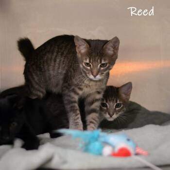 Reed -  Domestic Short Hair Cat for Adoption in Watkinsville, Georgia - Reed | PetCurious