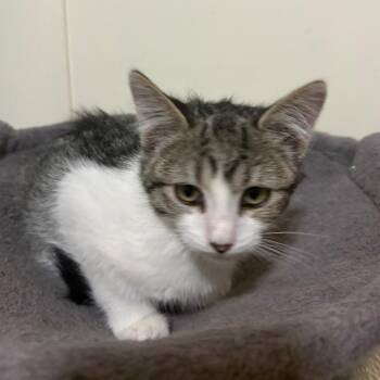 June -  Domestic Long Hair Cat for Adoption in Grantsville, Utah - June | PetCurious