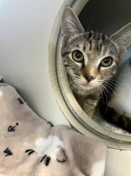 Domestic Short Hair Cats Available for Adoption in Long Beach, California - JAMIE | PetCurious