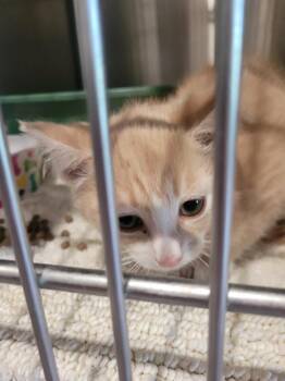 Mint -  Domestic Short Hair Cat for Adoption in Ashland, Wisconsin - Mint | PetCurious