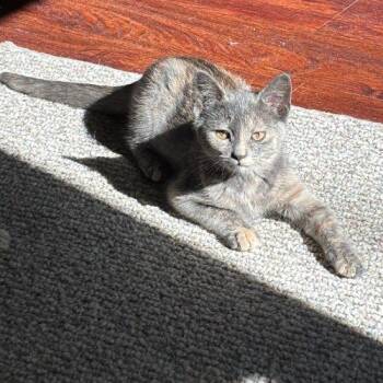 Cricket -  Domestic Short Hair Cat for Adoption in Kenosha, Wisconsin - Cricket | PetCurious