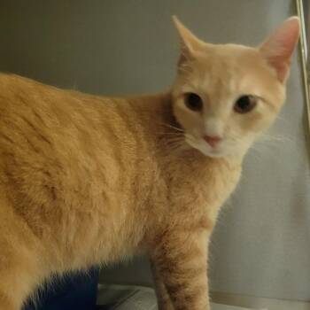 Squirrel -  Domestic Short Hair Cat for Adoption in Mason City, Iowa - Squirrel | PetCurious