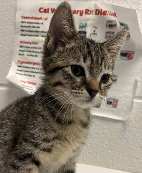 Penelope -  Domestic Short Hair Cat for Adoption in Golden, Colorado - Penelope | PetCurious