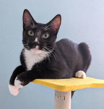 Rescue Tuxedo and Domestic Short Hair Cats for Adoption in Pompano Beach, Florida - Maximiliano | PetCurious