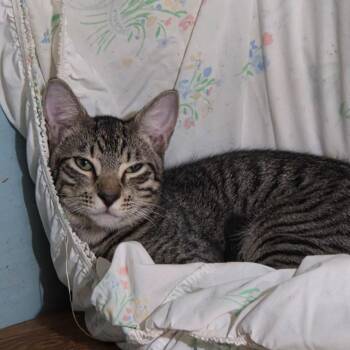 Dumplin -  Domestic Short Hair Cat for Adoption in Jupiter, Florida - Dumplin | PetCurious