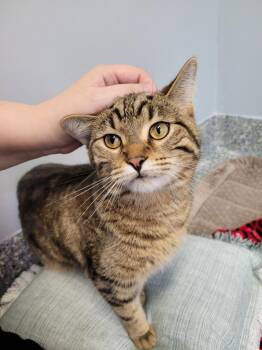 Domestic Short Hair Cats Available for Adoption in Angola, Indiana - Mittens | PetCurious