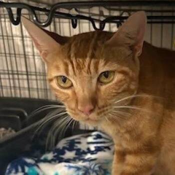 Lacey -  Domestic Short Hair Cat for Adoption in League City, Texas - Lacey | PetCurious