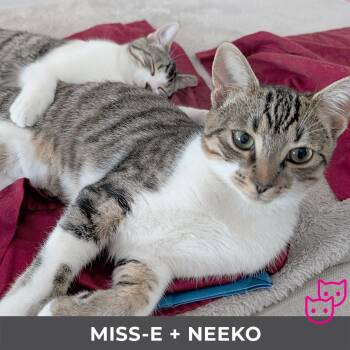 Rescue Domestic Short Hair Cats for Adoption in Toronto, Ontario - Miss-E (bonded With Neeko) | PetCurious
