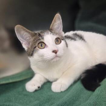 Madeleine -  Domestic Short Hair Cat for Adoption in Westland, Michigan - Madeleine | PetCurious