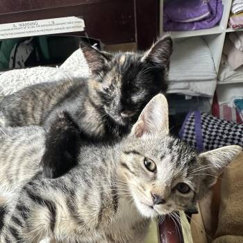 Reese’s Piece’s and KitKat -  Domestic Short Hair Cat Available for Adoption in Syracuse, New York - Reese’s Piece’s And KitKat | PetCurious