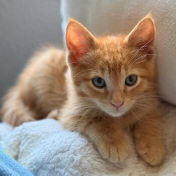 Domestic Short Hair Cats Available for Adoption in San Antonio, Texas - Pono | PetCurious