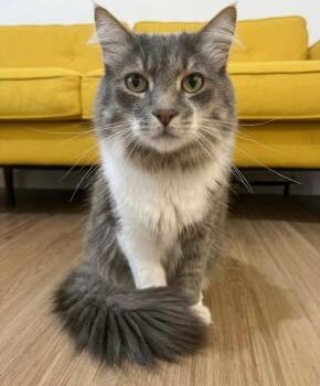 Rudy -  Domestic Long Hair Cat for Adoption in Vashon, Washington - Rudy | PetCurious